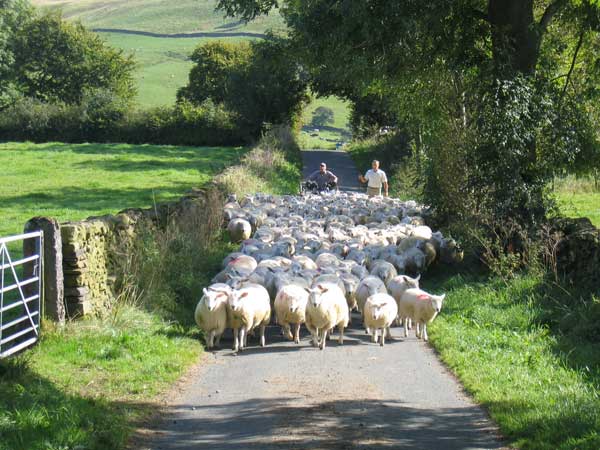 Bringing home the sheep