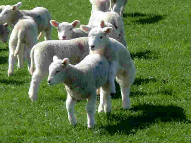 Young lambs playing