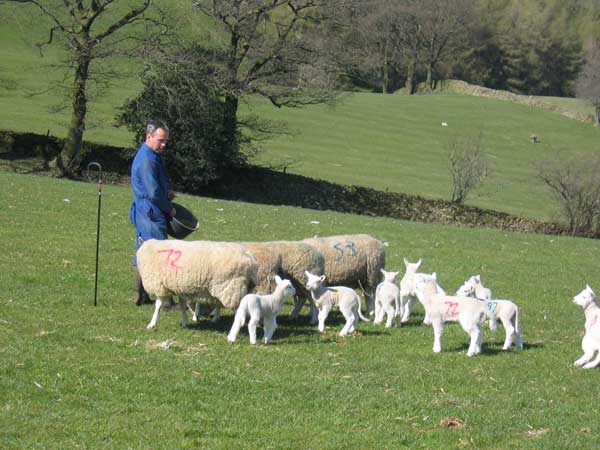 David Knowles feeding Lleyn Sheep & lambs