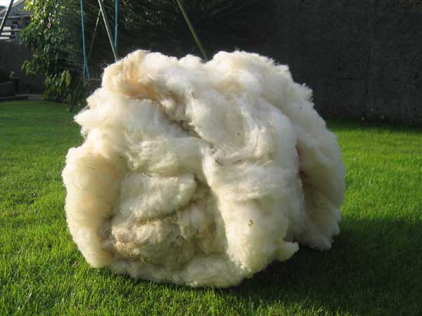 A typical lleyn fleece
